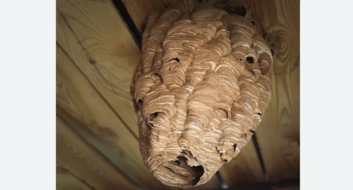 Обработка от шершней в Нолинске