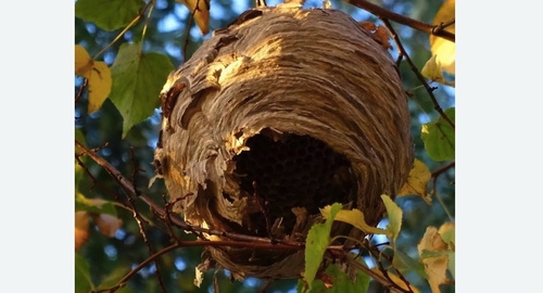 Уничтожение шершней в Нолинске