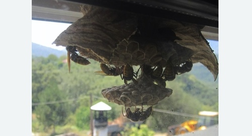 Уничтожение гнёзд шершней в Нолинске