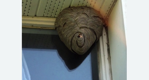 Уничтожение ос в Нолинске