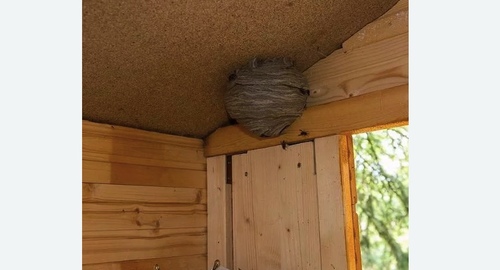 Обработка от ос в Нолинске