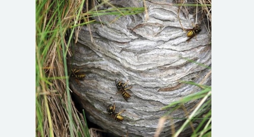 Уничтожение ос и ульев в Нолинске