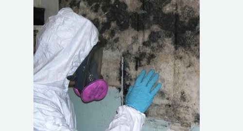 Уничтожение плесени в Нолинске