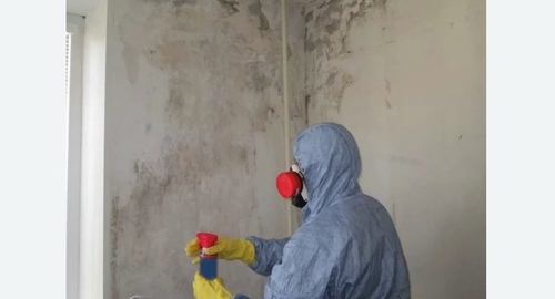 Удаление плесени в квартире. Нолинск