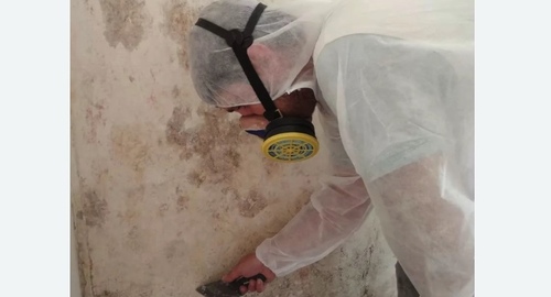 Обработка стен от плесени в Нолинске