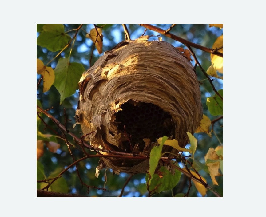 Обработка от шершней в Нолинске