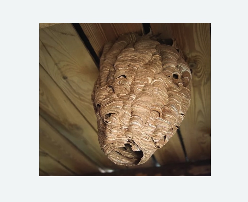 обработка от шершней в Нолинске