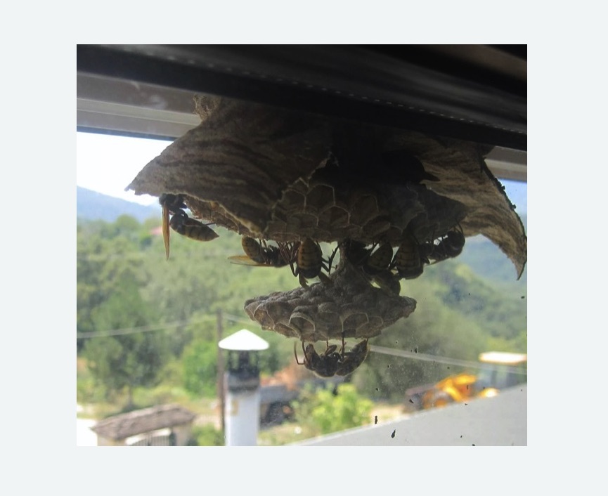 Уничтожение гнёзд шершней в Нолинске