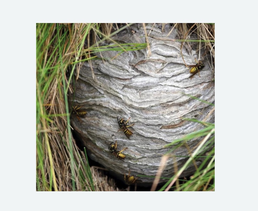 Уничтожение ос и ульев в Нолинске